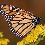 A monarch butterfly feeding on native golden rod