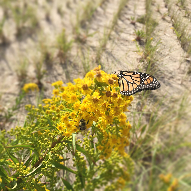 A-monarch-fueling-up-on-goldenrod-2048x2048