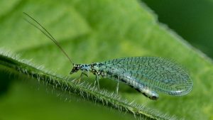 Lacewing-Chrysopidae-photo-via-Wikipedia-2048x1152