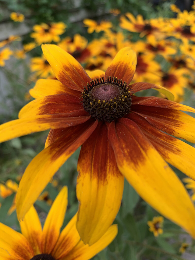 Detail-of-a-Black-Eyed-Susan-with-striking-burnt-orange-two-toned-pedals.-1536x2048