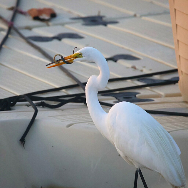 A Great Egret snacks on a Rockaway Rooftop