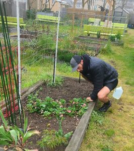 Fred-monitoring-his-lettuce-sprouts