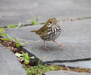 Ovenbird Rockaway Beach Queens