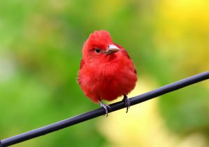 Summer-Tanager-Slide