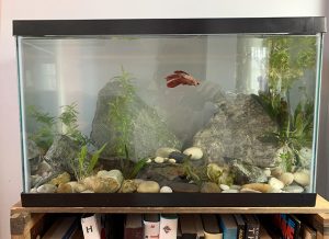 Swimmy-livin-large-in-his-McMansion-beta fish