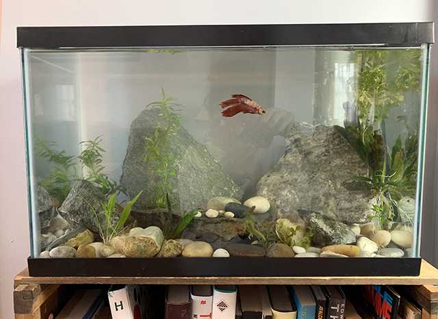 Swimmy-livin-large-in-his-McMansion-beta fish