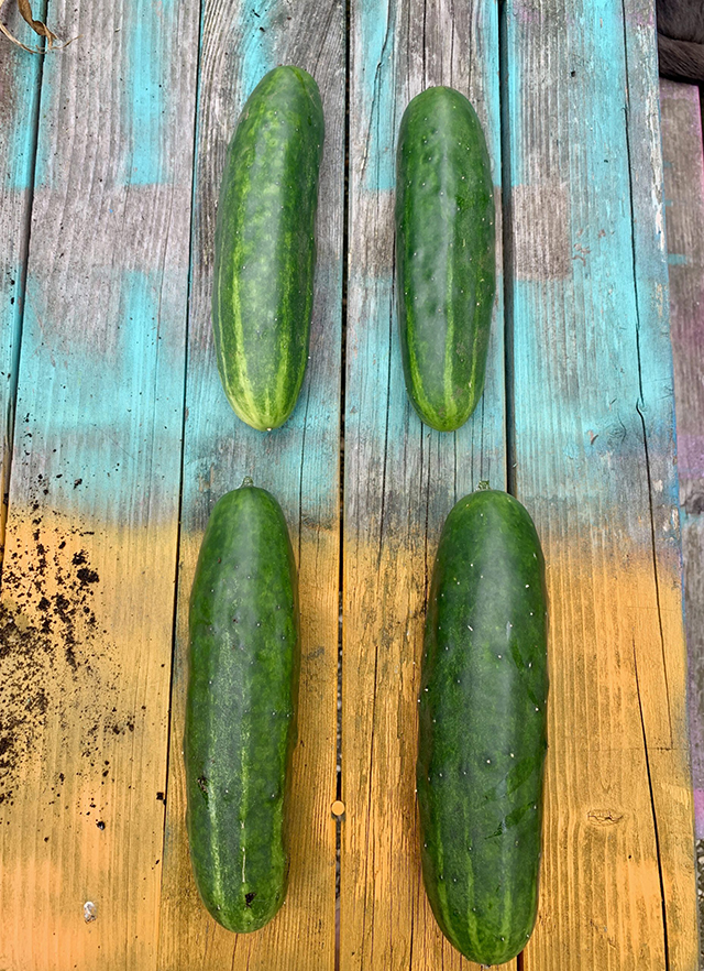 Couldnt-be-more-perfect-cucumbers-scaled