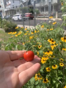 My-first-tomato-of-2024-JPG-scaled