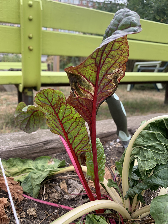 Make-soups-or-sautées-with-home-grown-swiss-chard.-Plant-now-scaled