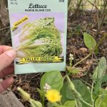 Sow-leaf-lettuce-seeds-directly-in-the-garden-or-containers-now.-Water-keeping-the-area-moist-until-you-see-the-first-sprouts.-1-scaled