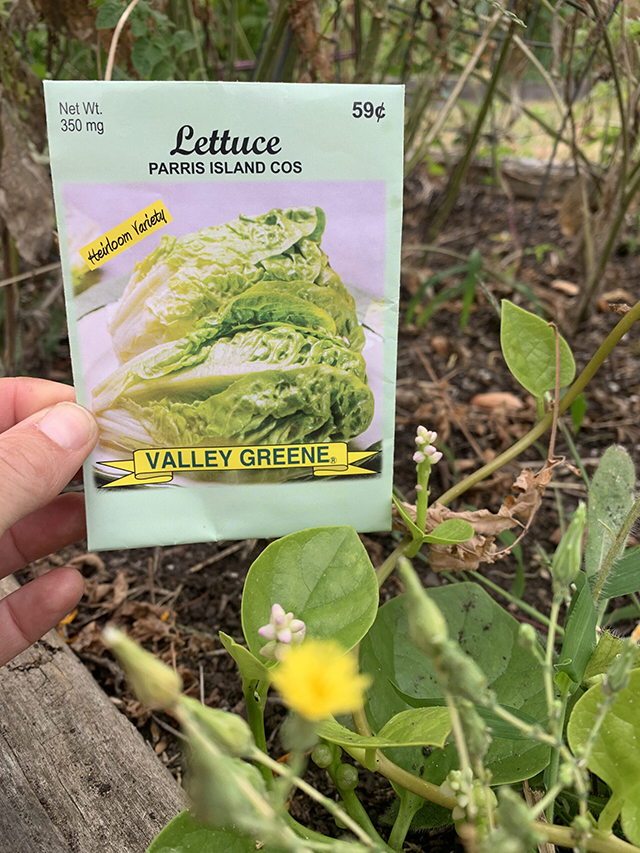 Sow-leaf-lettuce-seeds-directly-in-the-garden-or-containers-now.-Water-keeping-the-area-moist-until-you-see-the-first-sprouts.-1-scaled