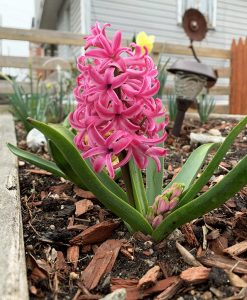 Easter Hyacinth