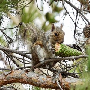 The Nesting Squirrel