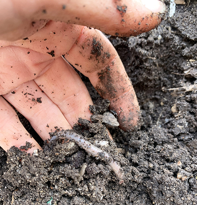 Earthworms gardening