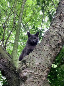 cat in tree