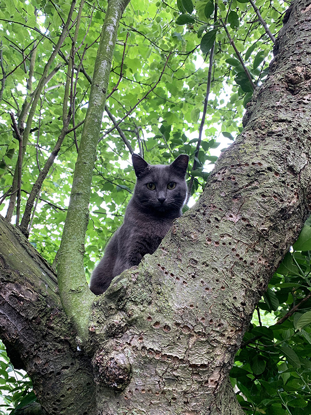 cat in tree