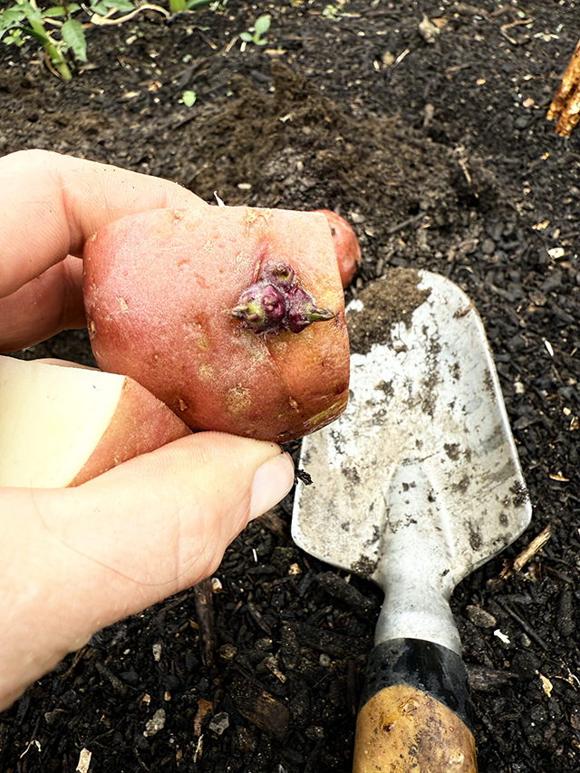 grow a potato