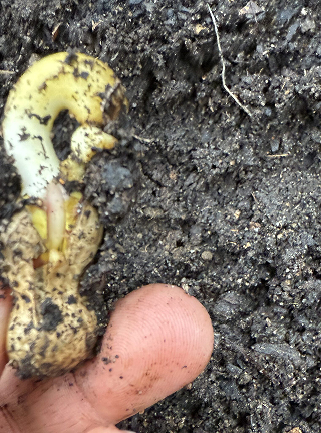 growing a peanut plant