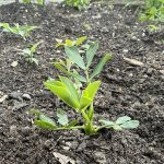 growing peanuts