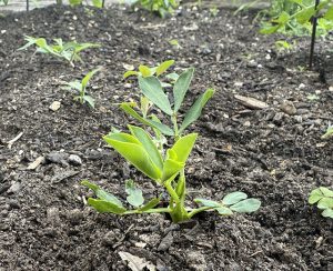 growing peanuts