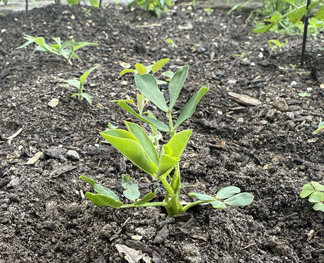 growing peanuts