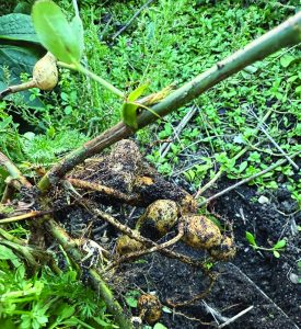 growing peanuts in nyc