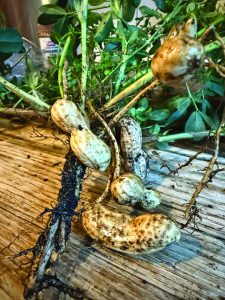 peanuts gardening