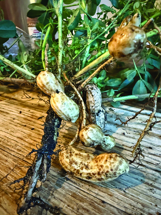 peanuts gardening