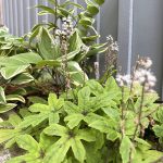 shade garden