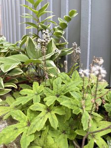 shade garden