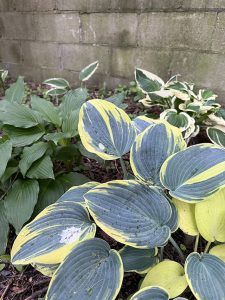 shade garden rockaway beach