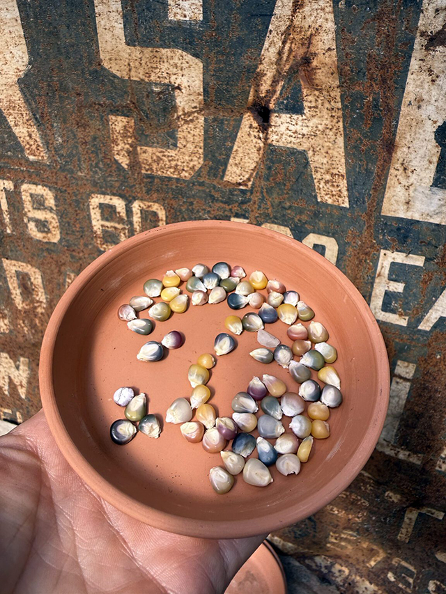 Corn from RISE Far Rockaway