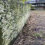 Lichen rockaway beach