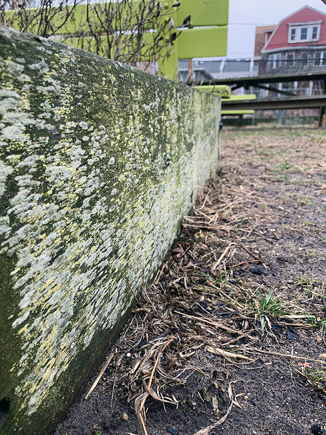 Lichen rockaway beach