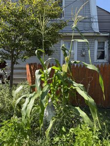 corn rockaway beach