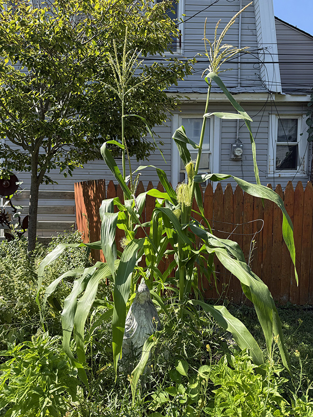 corn rockaway beach