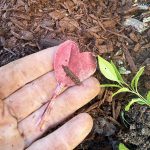 heart garden